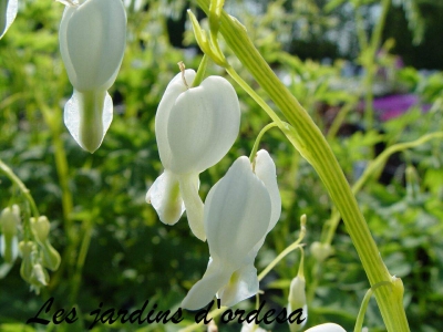 Dicentra spectabilis (cœur de marie blanc) 